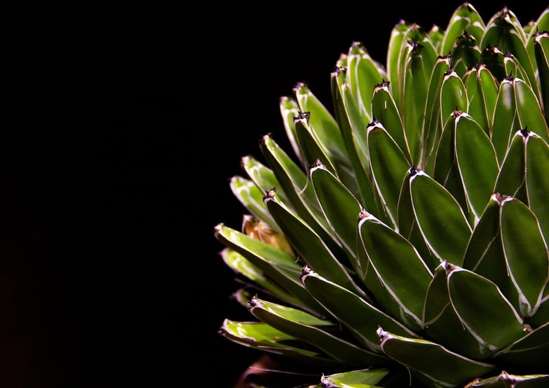 Succulents